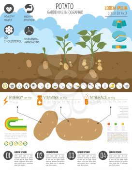 Gardening work, farming infographic. Potato. Graphic template. Flat style design. Vector illustration