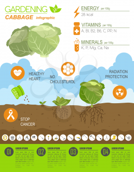 Gardening work, farming infographic. Cabbage. Graphic template. Flat style design. Vector illustration