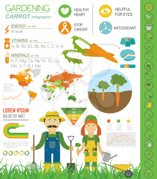 Gardening work, farming infographic. Carrot. Graphic template. Flat style design. Vector illustration