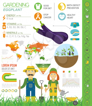 Gardening work, farming infographic. Eggplant. Graphic template. Flat style design. Vector illustration
