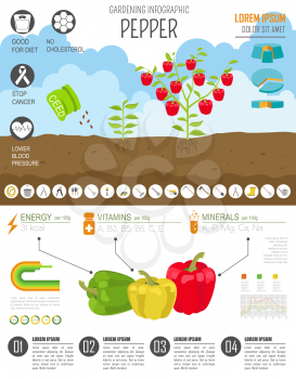 Gardening work, farming infographic.Sweet pepper. Graphic template. Flat style design. Vector illustration