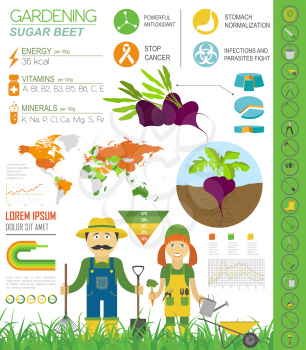 Gardening work, farming infographic. Sugarbeet. Graphic template. Flat style design. Vector illustration