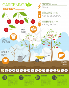 Gardening work, farming infographic. Cherry. Graphic template. Flat style design. Vector illustration