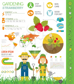 Gardening work, farming infographic. Strawberry. Graphic template. Flat style design. Vector illustration