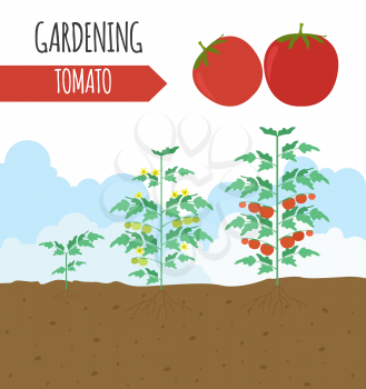 Garden. Tomato. Plant growth. Vector illustration