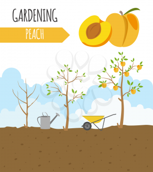 Garden. Peach. Plant growth. Vector illustration