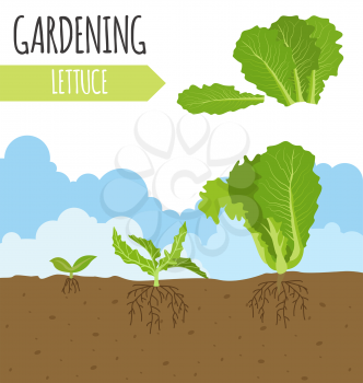 Garden. Lettuce salad. Plant growth. Vector illustration