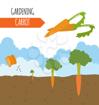 Garden. Carrot. Plant growth. Vector illustration