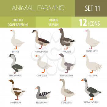 Poultry farming. Goose breeds icon set. Flat design. Vector illustration