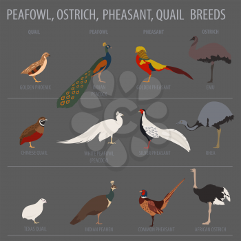 Poultry farming. Peafowl, ostrich, pheasant, quail breeds icon set. Flat design. Vector illustration