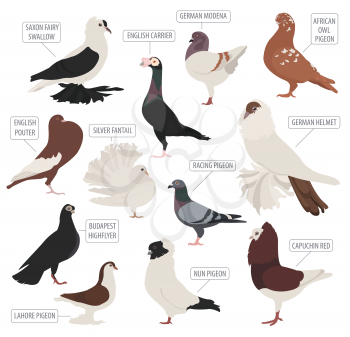 Poultry farming. Pigeon breeds icon set. Flat design. Vector illustration