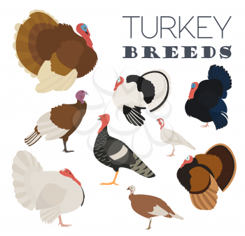 Poultry farming. Turkey breeds icon set. Flat design. Vector illustration