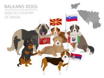 Dogs by country of origin. Balkans dog breeds: Macedonian, Bosnian, Montenegrin, Serbian, Slovenian. Infographic template. Vector illustration