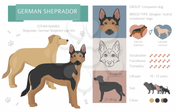 Designer dogs, crossbreed, hybrid mix pooches collection isolated on white. Flat style clipart infographic. Vector illustration