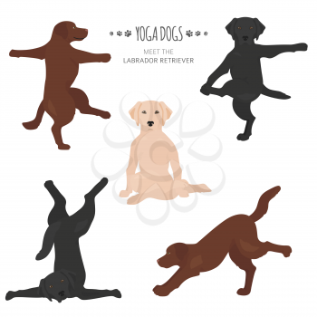 Yoga dogs poses and exercises. Labrador retriever clipart. Vector illustration