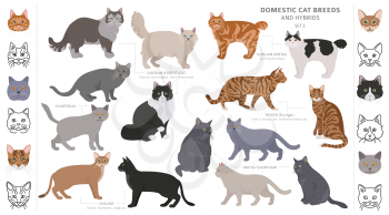 Domestic cat breeds and hybrids collection isolated on white. Flat style set. Different color and country of origin. Vector illustration