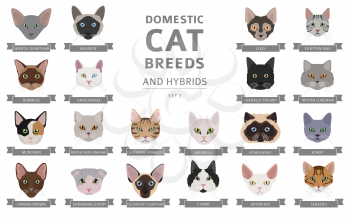 Domestic cat breeds and hybrids portraits collection isolated on white. Flat color cat`s head style set. Vector illustration