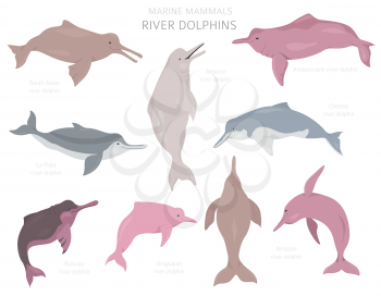 River dolphins set. Marine mammals collection. Cartoon flat style design. Vector illustration