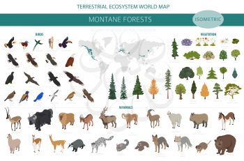 Montane forest biome, natural region infographic. Isometric version. Terrestrial ecosystem world map. Animals, birds and vegetations ecosystem design set. Vector illustration