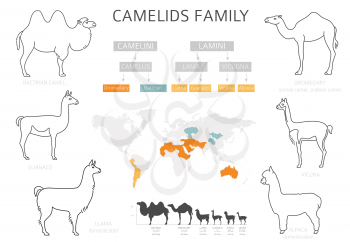 Camelids family collection. Camels and llama infographic design. Vector illustration