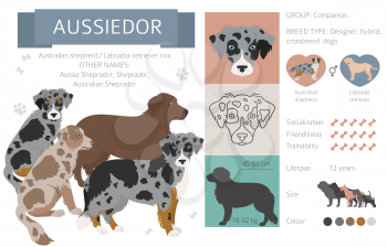 Designer dogs, crossbreed, hybrid mix pooches collection isolated on white. Aussiedor flat style clipart infographic. Vector illustration