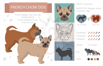 Designer dogs, crossbreed, hybrid mix pooches collection isolated on white. French bulldog chow flat style clipart infographic. Vector illustration
