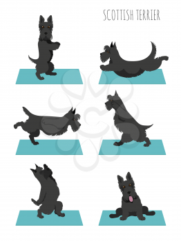 Yoga dogs poses and exercises. Scottish terrier clipart. Vector illustration