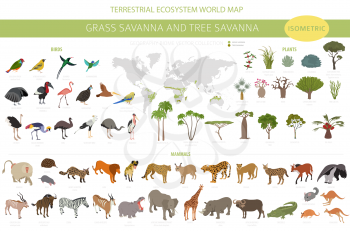 Tree savanna and grass savanna biome, natural region isometric 3d infographic. Woodland and grassland savannah, prarie, pampa. Animals, birds and vegetations ecosystem design set. Vector illustration