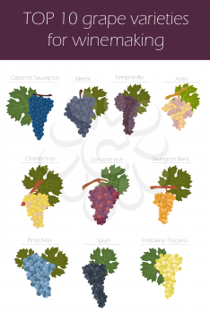 Grapes varieties for wine. Winemaking infographic. Vector illustration