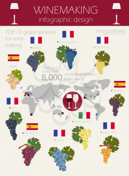 Grapes varieties for wine. Winemaking infographic. Vector illustration