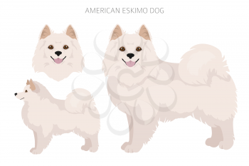 American eskimo dog all colours clipart. Different coat colors set.  Vector illustration