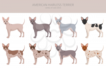 American hairless terrier all colours clipart. Different coat colors and poses set.  Vector illustration