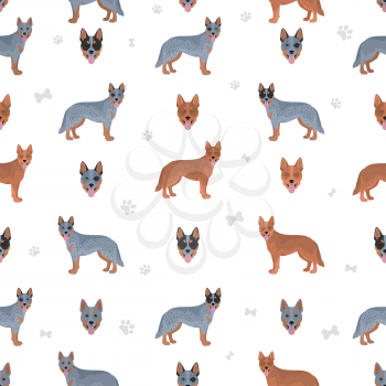 Australian cattle dog all colours seamless pattern.  Different coat colors and poses set.  Vector illustration