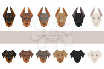 Doberman pinscher dogs clipart. Different poses, coat colors set.  Vector illustration