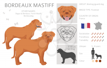 Bordeaux mastiff clipart. Different coat colors and poses set.  Vector illustration