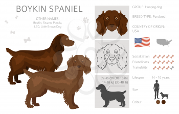 Boykin spaniel clipart. Different coat colors and poses set.  Vector illustration