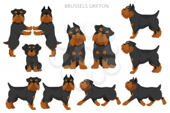 Brussels griffon clipart. Different coat colors and poses set.  Vector illustration