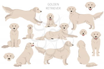 Golden retriever dogs in different poses and coat colors clipart. Vector illustration
