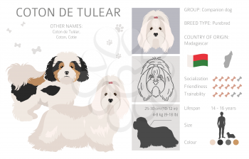 Coton de Tulear clipart. Different poses, coat colors set.  Vector illustration
