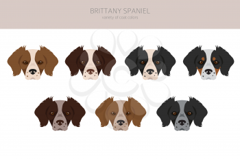 Brittany spaneil color varieties clipart. Different poses set. Dog infographics collection. Vector illustration