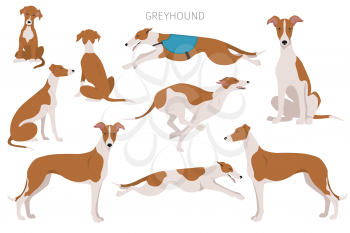 English greyhound clipart. Different poses, coat colors set.  Vector illustration