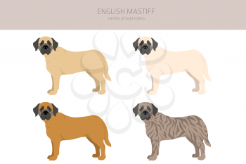 English mastiff clipart. Different poses, coat colors set.  Vector illustration