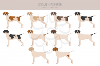 English pointer clipart. Different poses, coat colors set.  Vector illustration