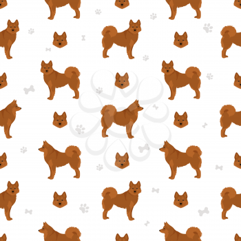 Fiinnish spitz seamless pattern. Different poses, coat colors set.  Vector illustration