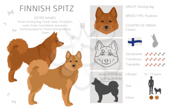 Fiinnish spitz clipart. Different poses, coat colors set.  Vector illustration