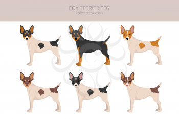 Fox terrier toy clipart. Different poses, coat colors set.  Vector illustration