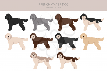 French water dog clipart. Different poses, coat colors set.  Vector illustration