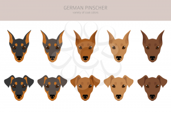 German pinscher clipart. Different poses, coat colors set.  Vector illustration