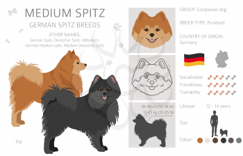 German spitz, Medium spitz clipart. Different poses, coat colors set.  Vector illustration