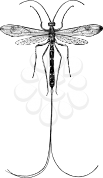 Insects Clipart